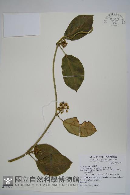 臺灣牛嬭菜藏品圖，第1張