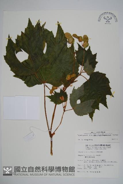 裂葉秋海棠藏品圖，第1張