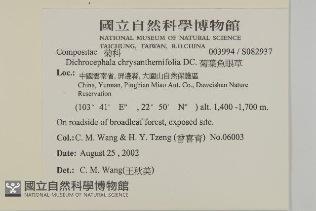 菊葉魚眼草藏品圖，第2張