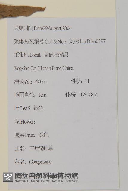 白花鬼針藏品圖，第2張