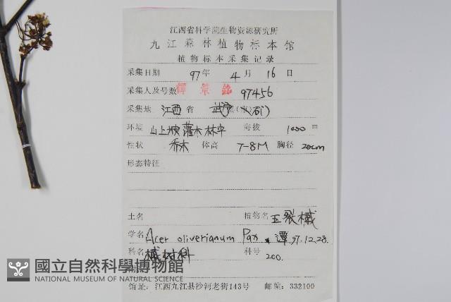 五裂槭藏品圖，第2張