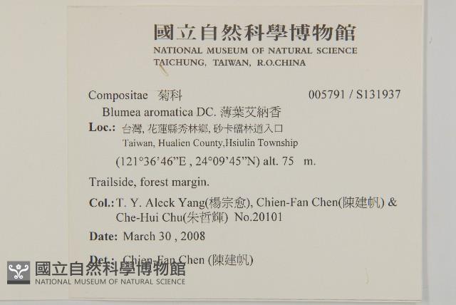 薄葉艾納香藏品圖，第2張