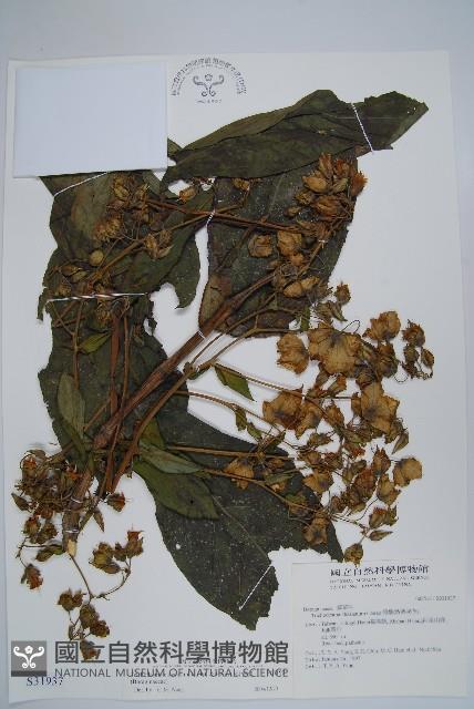 假酸漿藏品圖，第1張