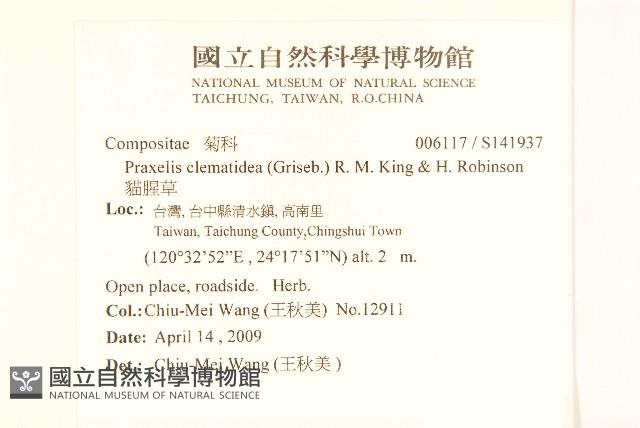 貓腥草藏品圖，第2張