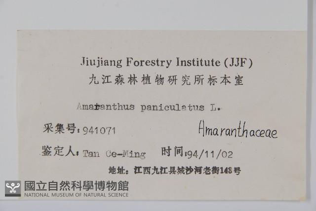 繁穗莧藏品圖，第2張