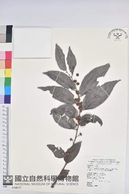 披針葉饅頭果藏品圖，第1張