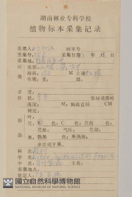 耳葉紫菀藏品圖，第2張
