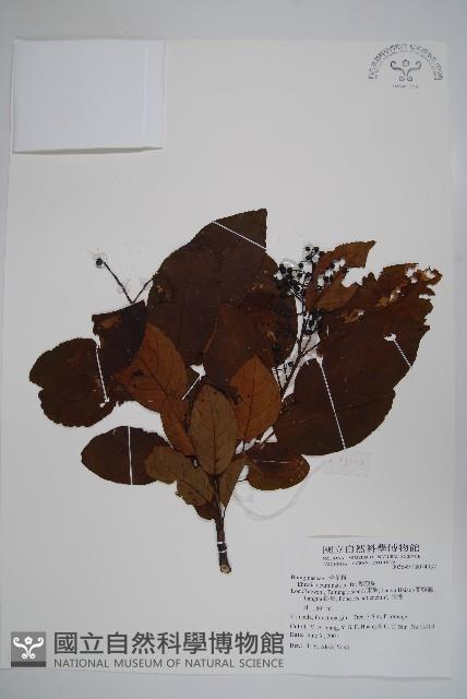 厚殼樹藏品圖，第1張