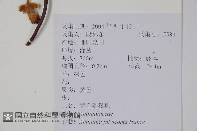 棕毛獼猴桃藏品圖，第2張