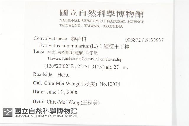 短梗土丁桂藏品圖，第2張