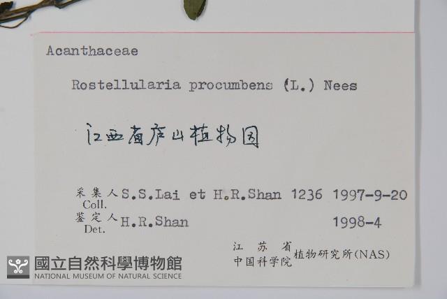 爵床、六角英藏品圖，第2張