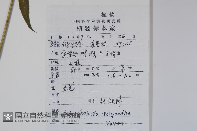石沙參藏品圖，第2張