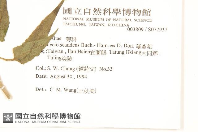 蔓黃菀藏品圖，第2張