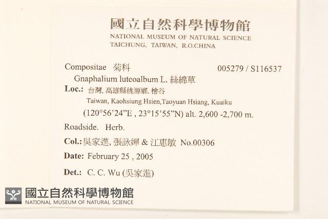 絲綿草藏品圖，第2張