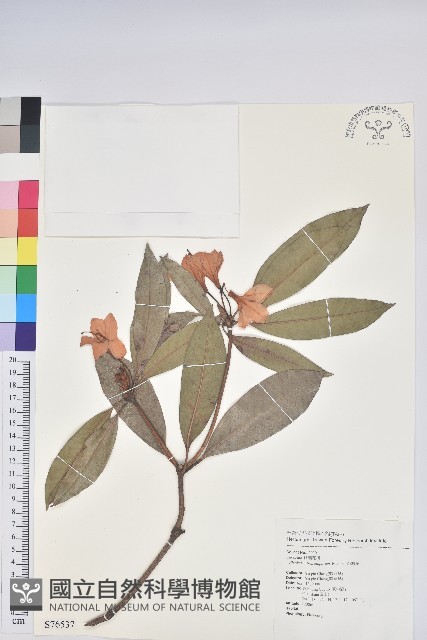 西施花、青紫木藏品圖，第1張
