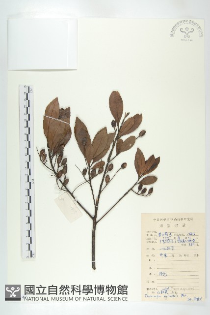 杜英、山杜英、蘭嶼杜英藏品圖，第1張