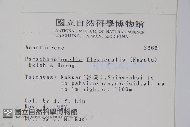 腺萼馬藍藏品圖，第2張