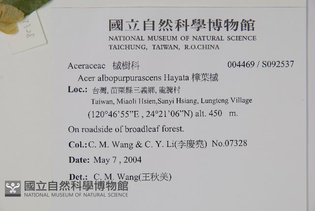 樟葉槭, 飛蛾子樹藏品圖，第2張