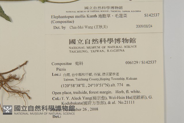 地膽草、毛蓮菜藏品圖，第2張