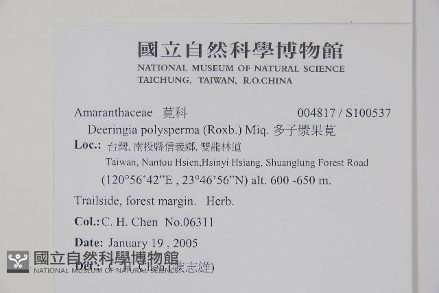 多子漿果莧藏品圖，第2張