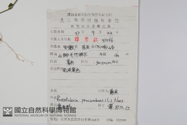 爵床、六角英藏品圖，第2張