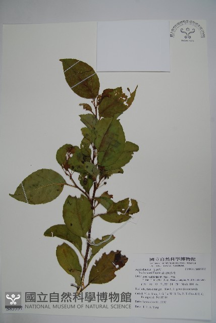 草野氏冬青藏品圖，第1張