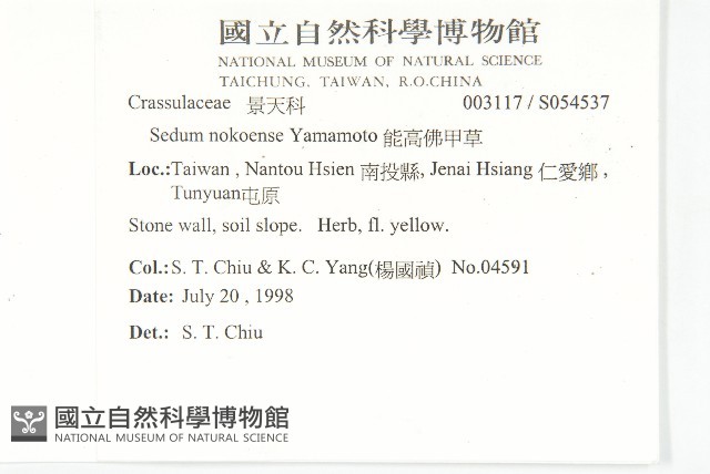 能高佛甲草藏品圖，第2張