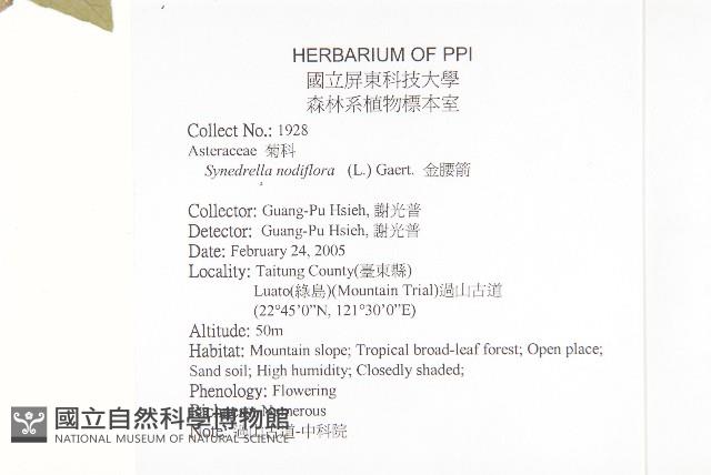 金腰箭藏品圖，第2張