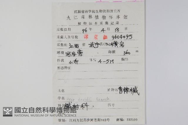 青榨槭藏品圖，第2張