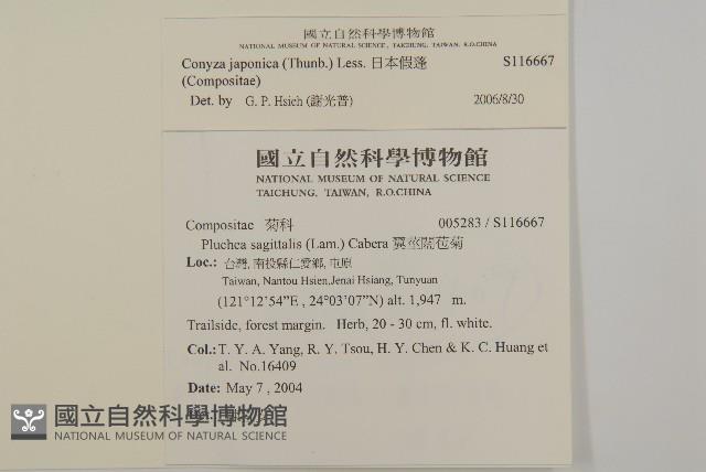 日本假蓬藏品圖，第2張