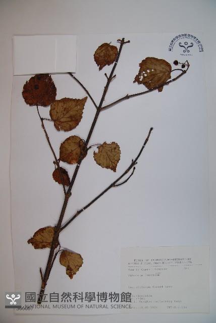 呂宋莢迷藏品圖，第1張