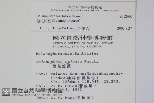 穗花蛇菰藏品圖，第2張