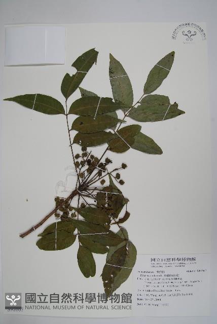 木蠟樹、山漆藏品圖，第1張