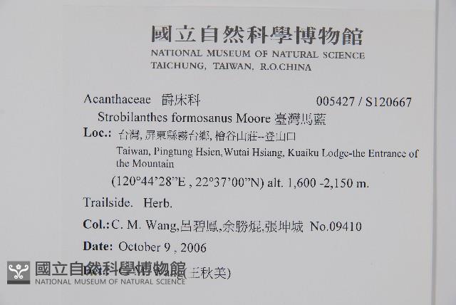 臺灣馬藍藏品圖，第2張