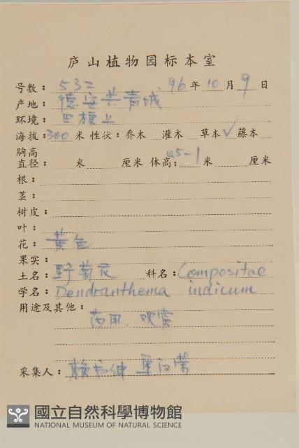 油菊、野菊藏品圖，第2張