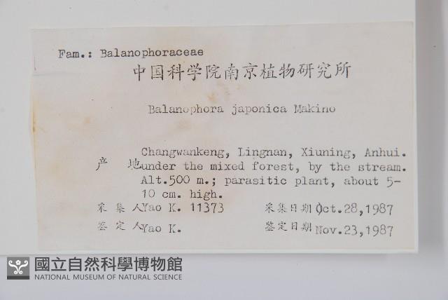 日本蛇菰藏品圖，第2張