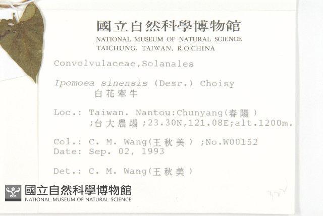 小木通藏品圖，第3張