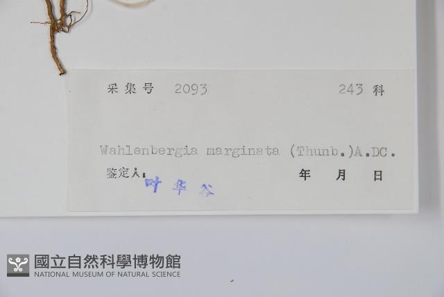 細葉蘭花參藏品圖，第2張