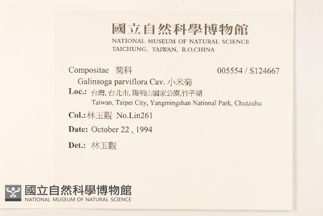 小米菊藏品圖，第2張