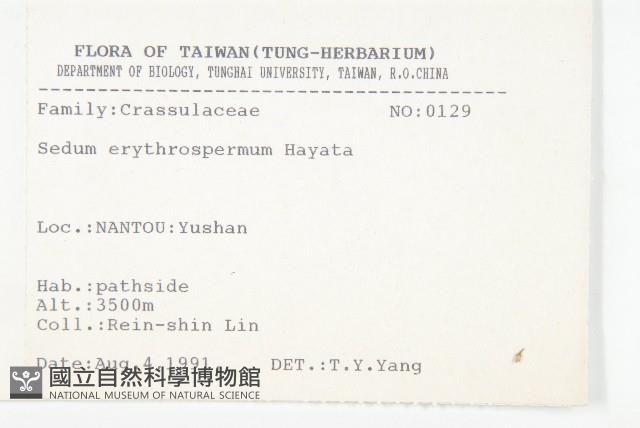 紅子佛甲草藏品圖，第2張