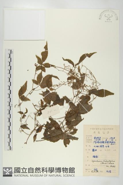 絞股藍藏品圖，第1張