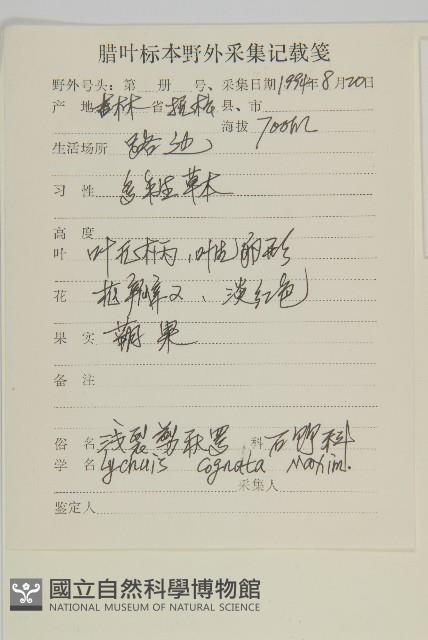 淺裂剪秋蘿藏品圖，第2張