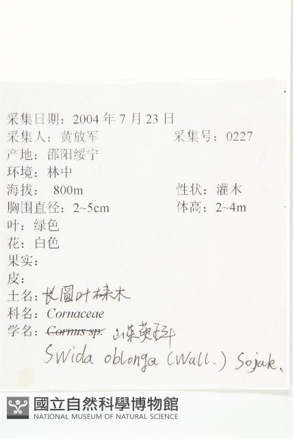 長圓葉萊木藏品圖，第2張