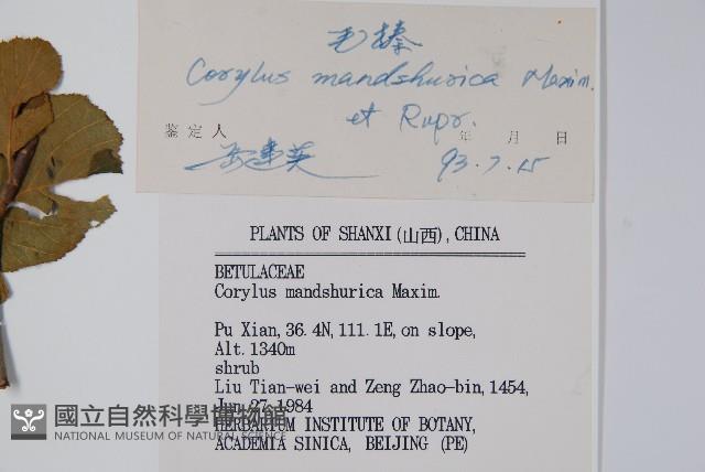 毛榛藏品圖，第2張