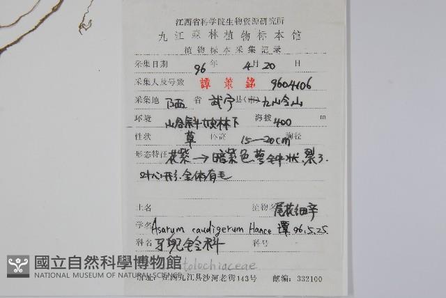 薄葉細辛、尾花細辛藏品圖，第2張