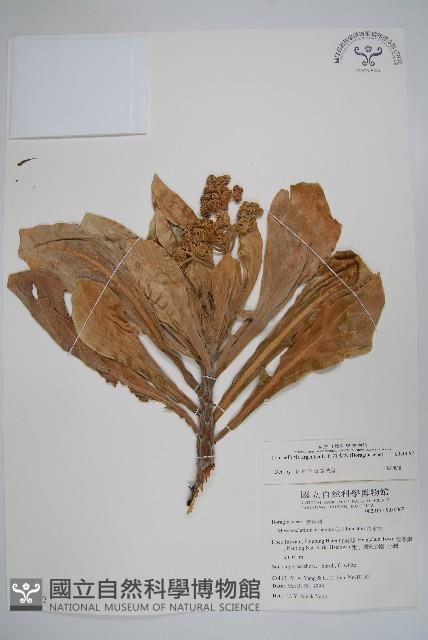 白水木藏品圖，第1張