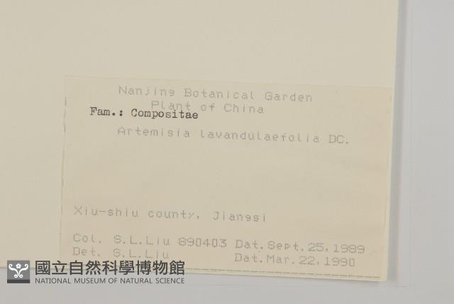 野艾蒿藏品圖，第2張