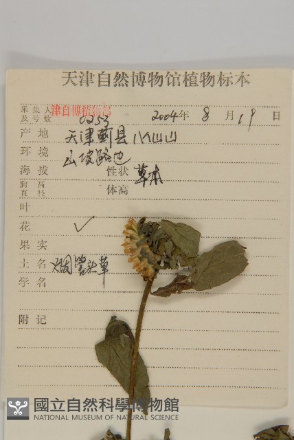 杓兒菜藏品圖，第2張
