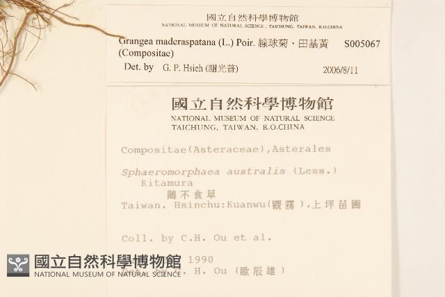 線球菊、田基黃藏品圖，第2張