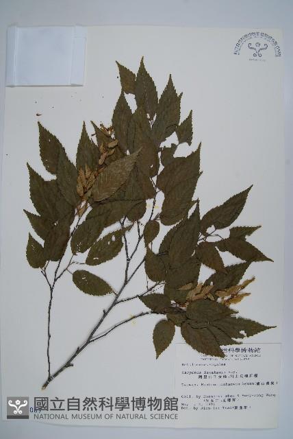 阿里山千金榆藏品圖，第1張